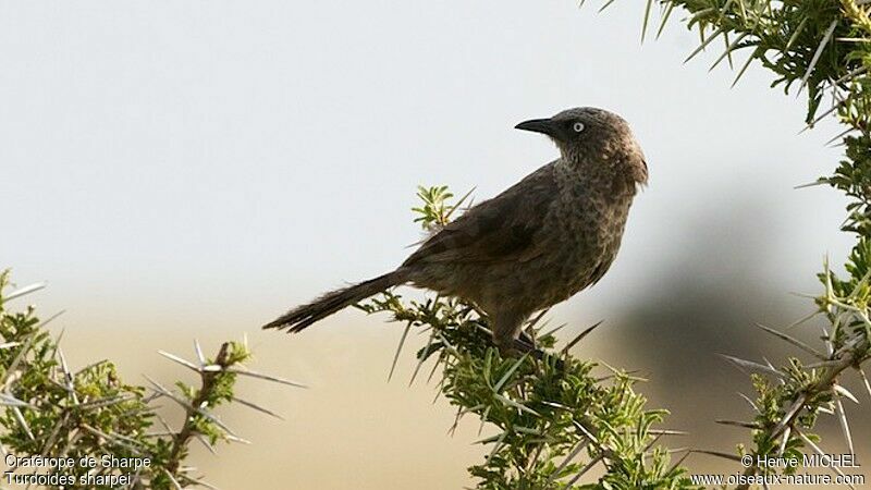 Black-lored Babbleradult