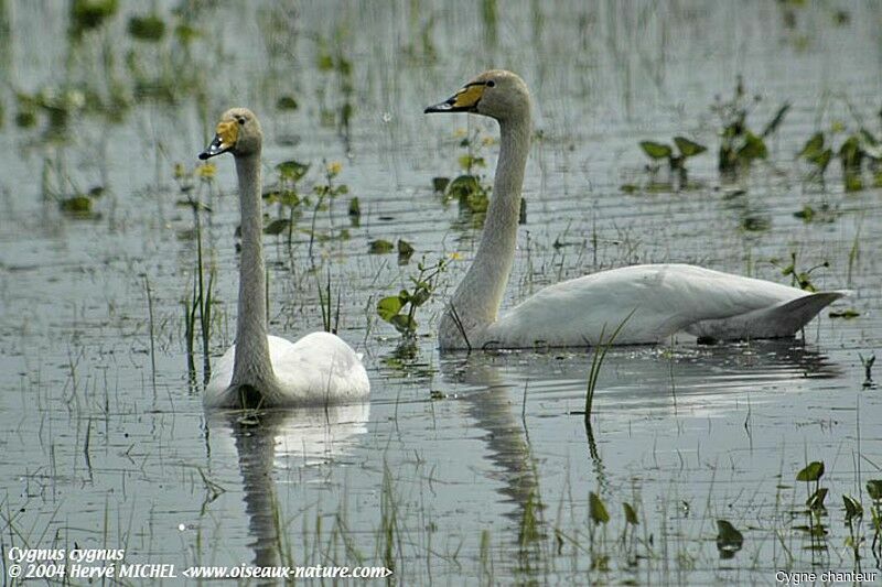 Cygne chanteur