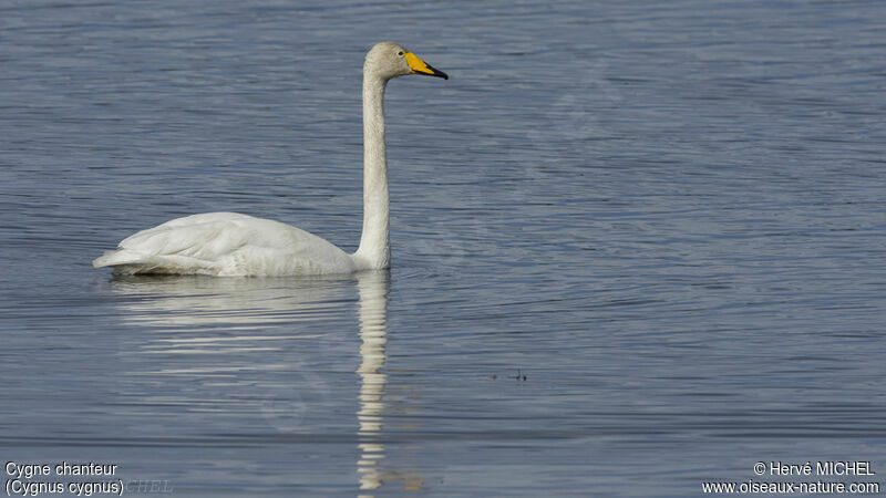 Cygne chanteuradulte