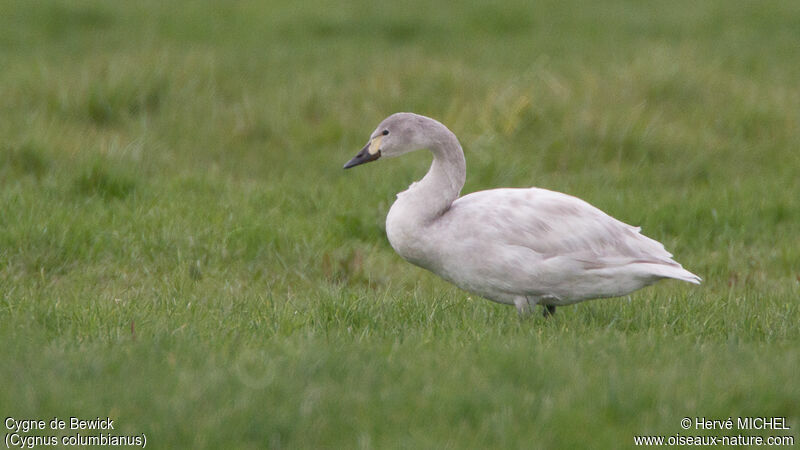 Tundra Swanimmature