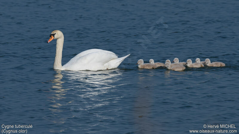 Mute Swan