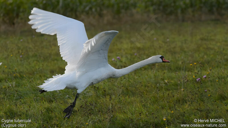 Mute Swan