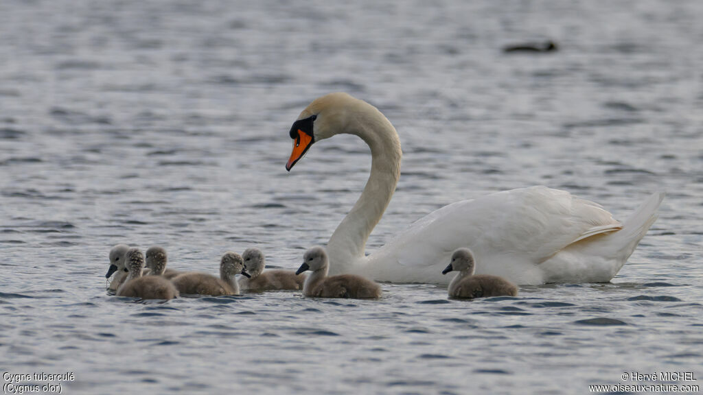 Cygne tuberculé
