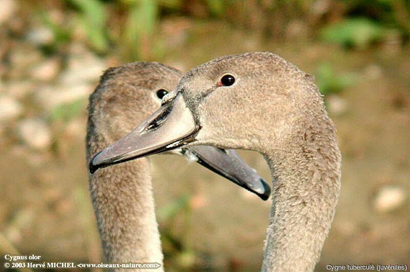 Cygne tuberculé