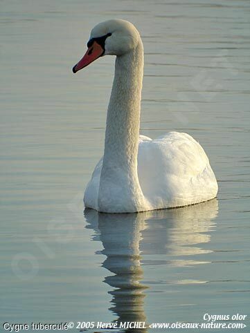 Cygne tuberculé