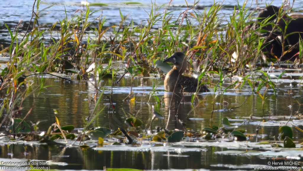 White-backed Duck