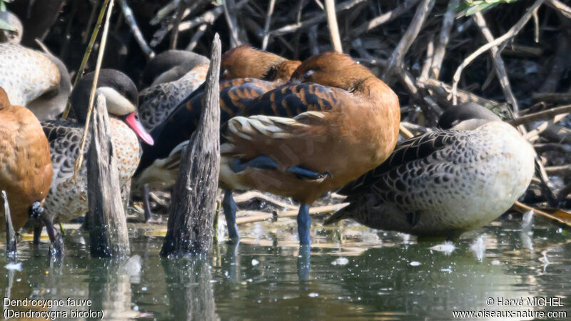 Fulvous Whistling Duck