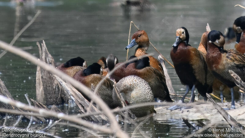 Fulvous Whistling Duck