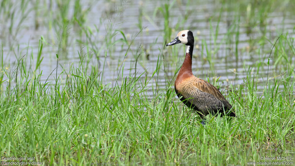 White-faced Whistling Duck