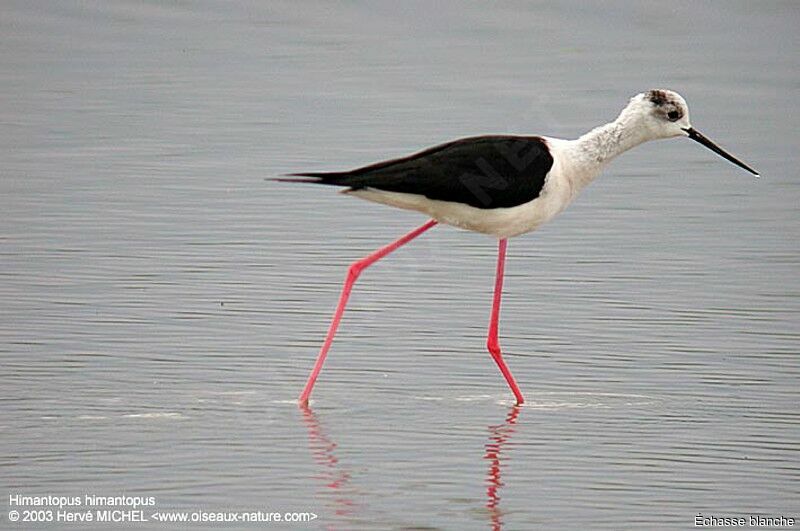 Black-winged Stilt