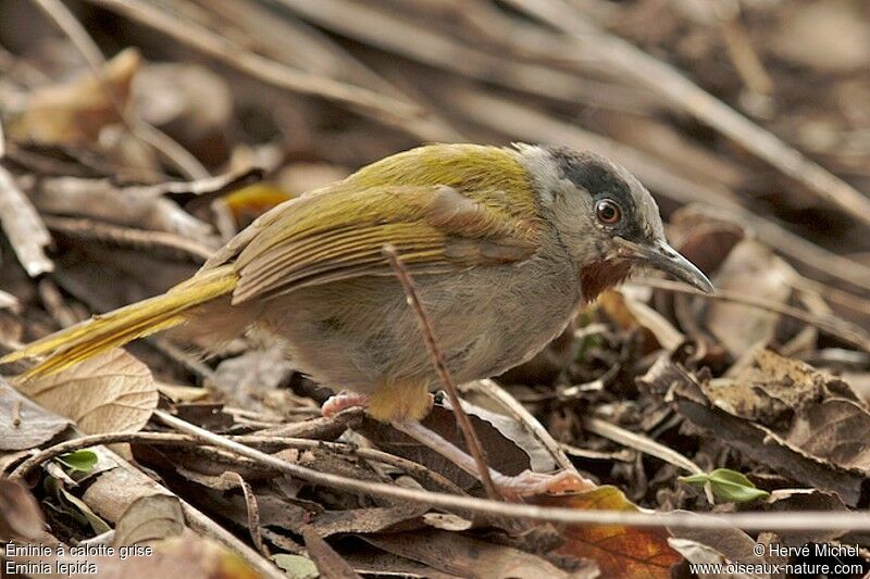 Grey-capped Warbleradult