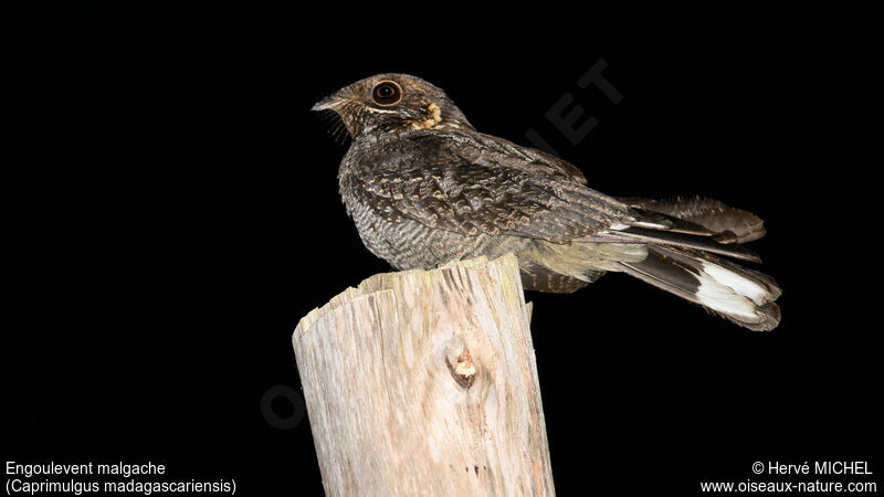 Madagascar Nightjar