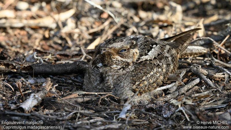 Madagascar Nightjar