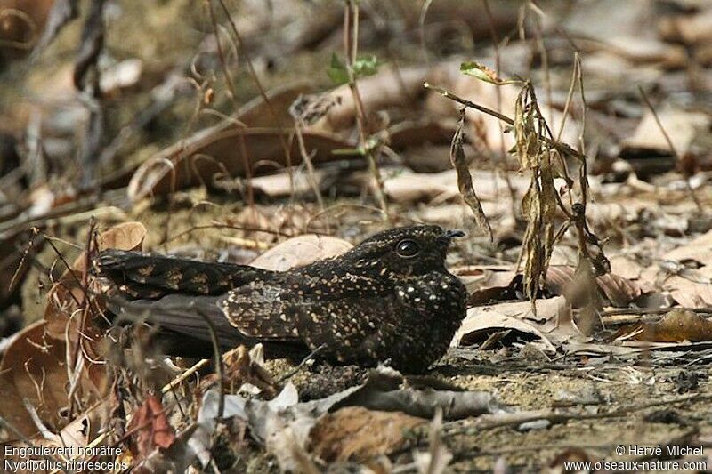 Blackish Nightjaradult, identification