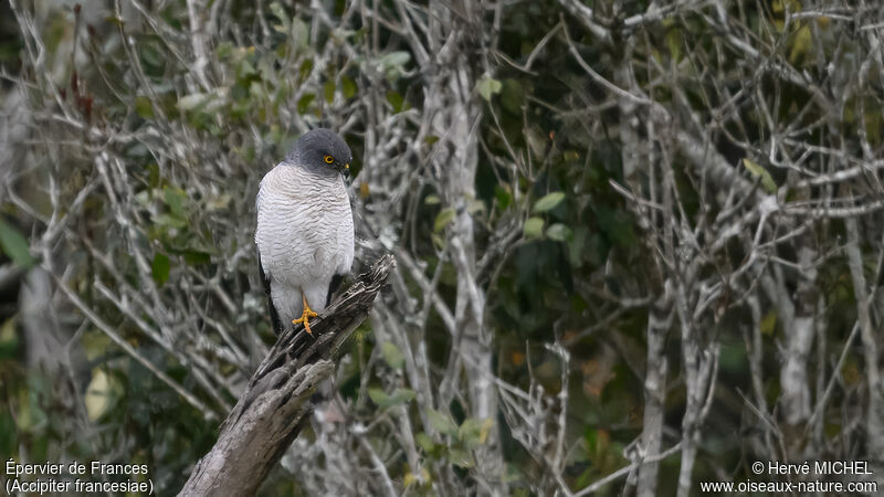 Frances's Sparrowhawk