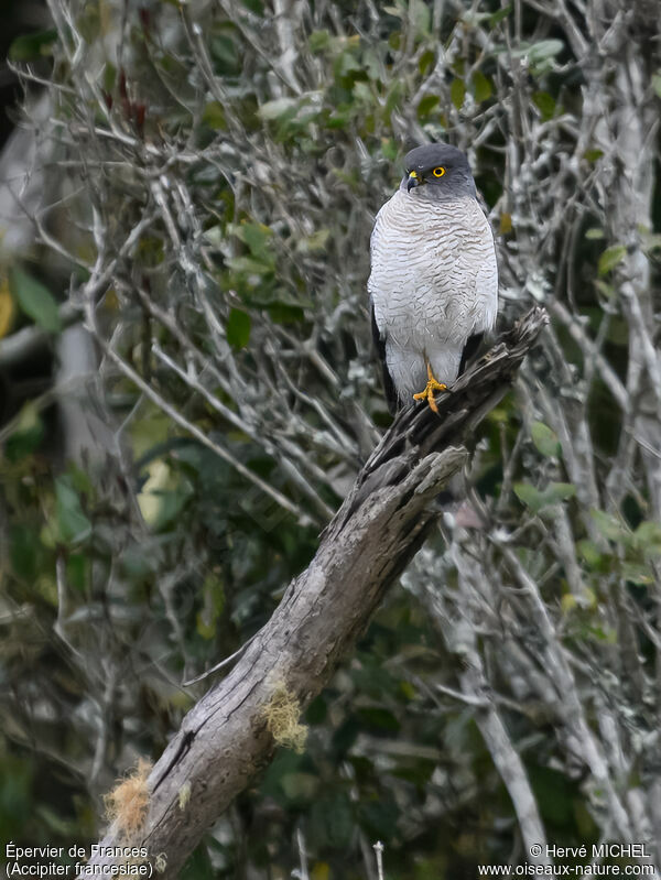 Frances's Sparrowhawk