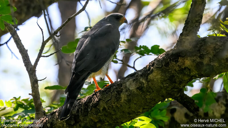 Ovambo Sparrowhawk