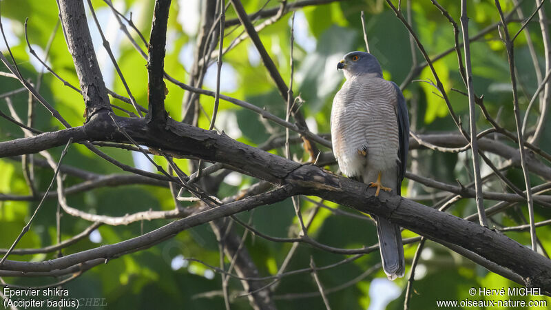 Shikra