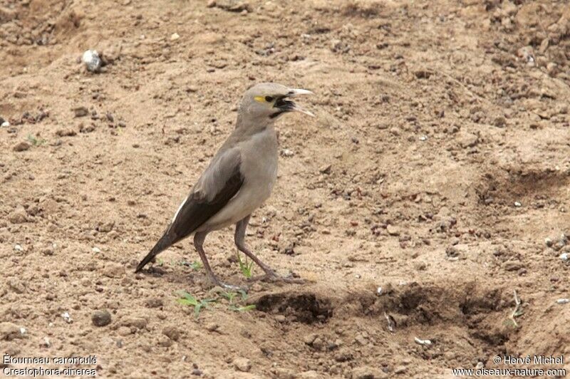 Wattled Starling male adult post breeding