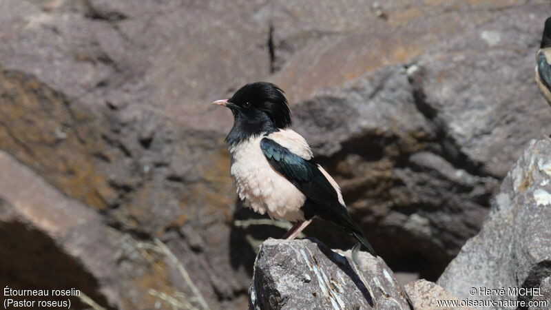 Rosy Starlingadult breeding