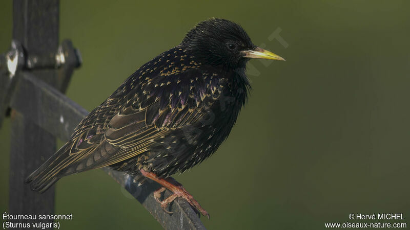 Common Starling