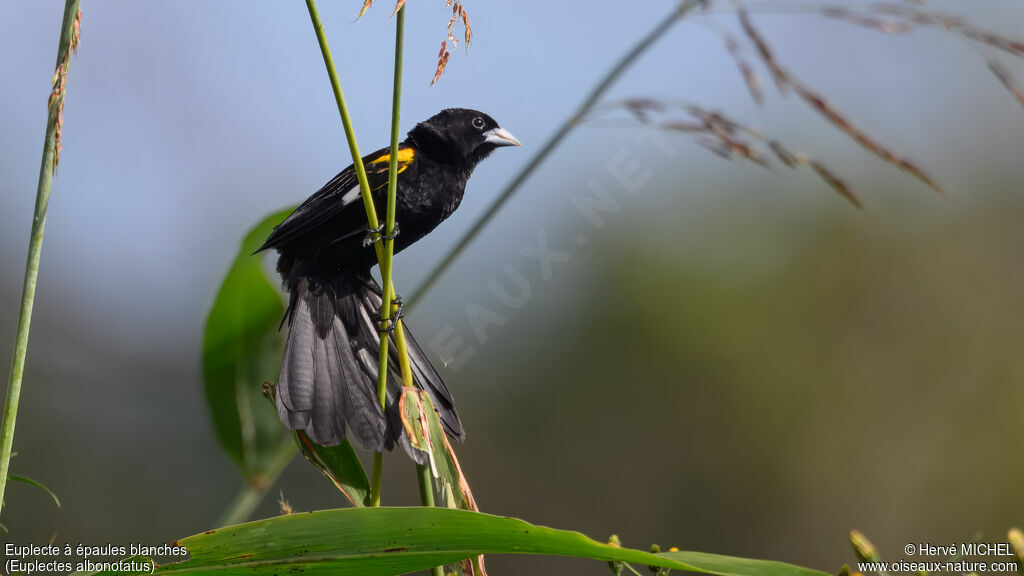 Euplecte à épaules blanches mâle adulte nuptial