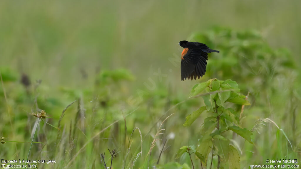 Euplecte à épaules orangées mâle adulte nuptial