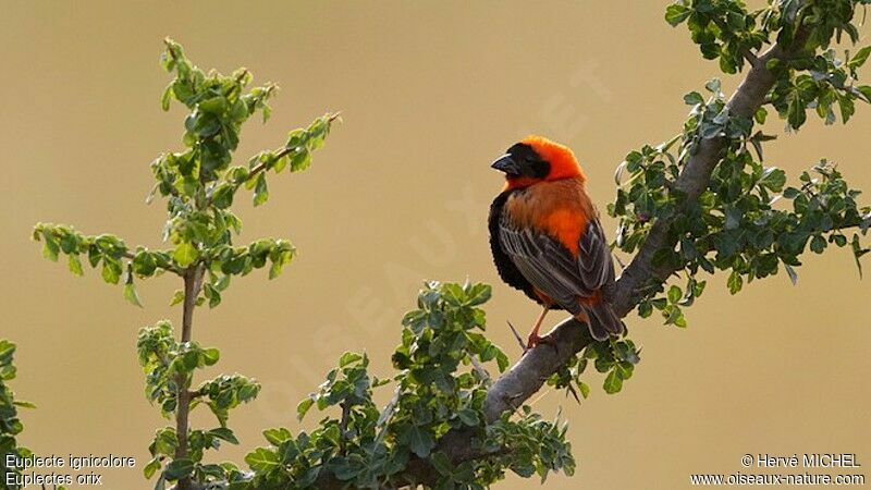 Southern Red Bishop male adult breeding