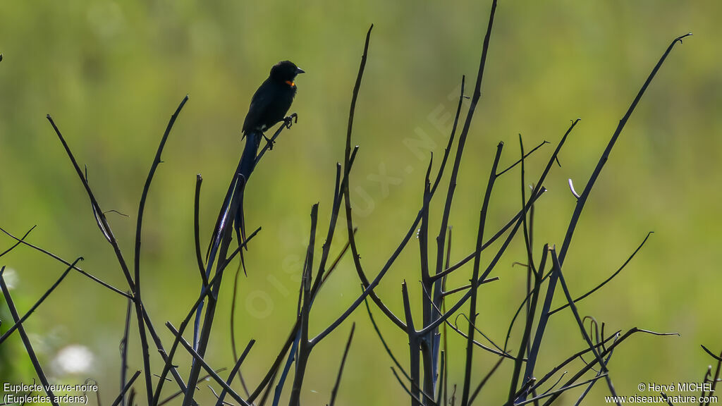 Red-collared Widowbird