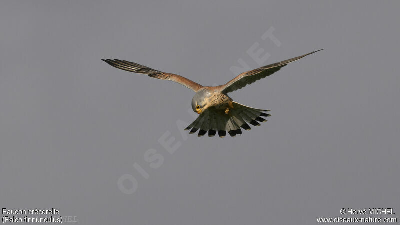 Common Kestrel male adult