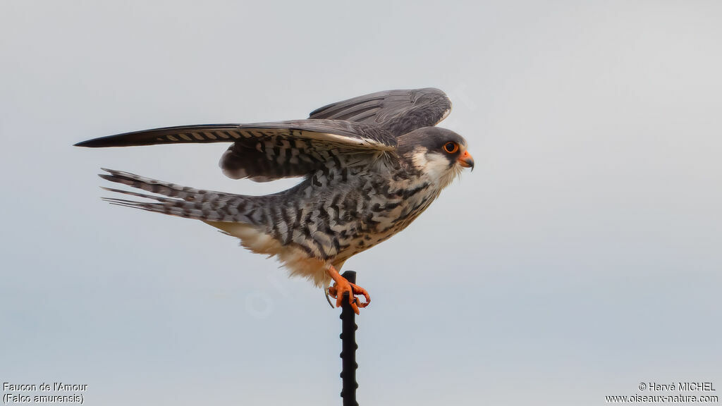 Faucon de l'Amour