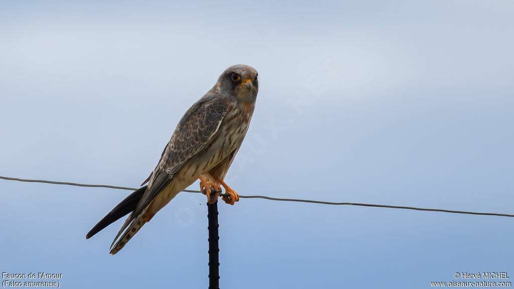 Faucon de l'Amour
