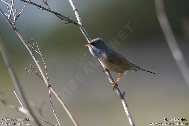 Spectacled Warbler male adult breeding, identification, song