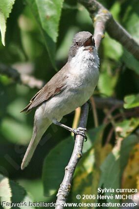 Lesser Whitethroat male adult breeding