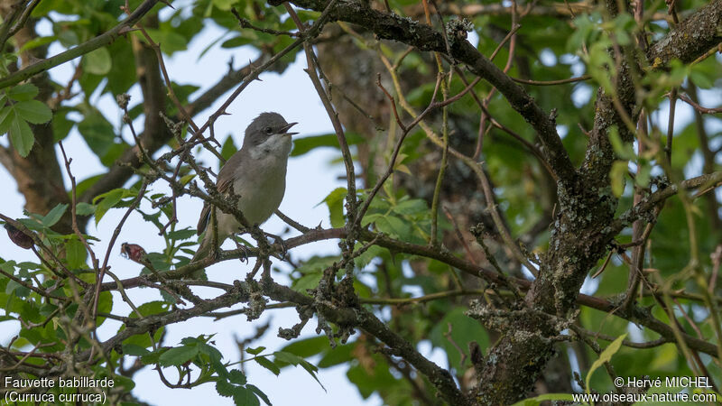 Lesser Whitethroat male adult breeding