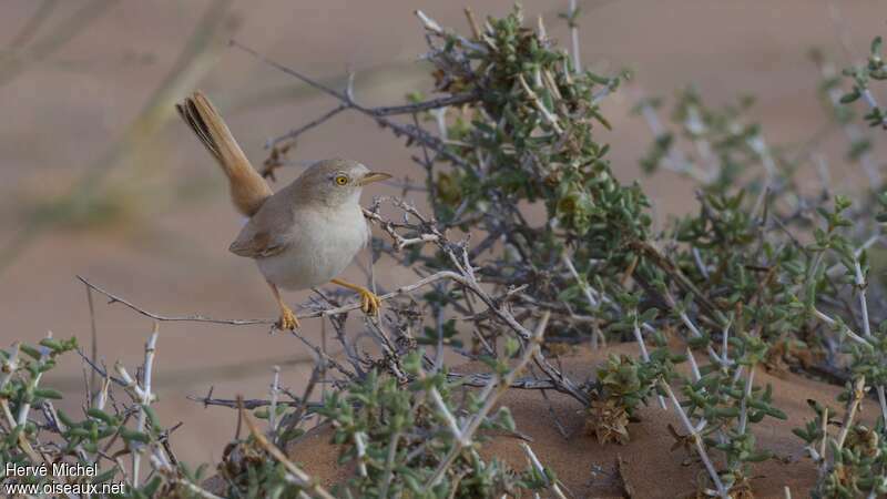 African Desert Warbleradult breeding, close-up portrait