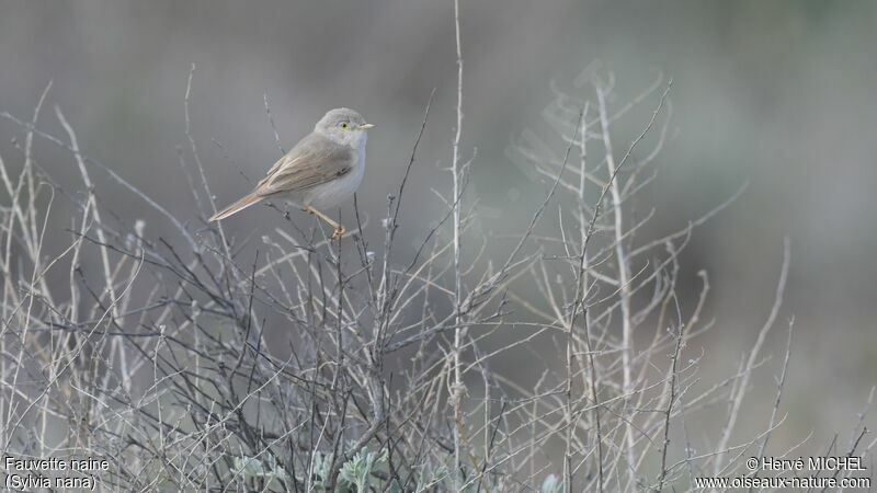 Asian Desert Warbler male adult breeding