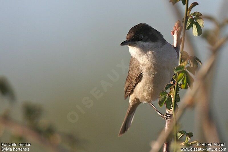 Western Orphean Warbler male adult breeding