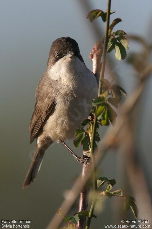 Western Orphean Warbler male adult breeding