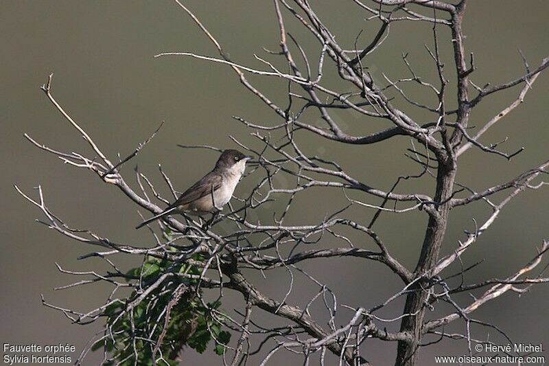 Western Orphean Warbler male adult breeding