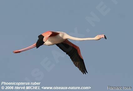 Greater Flamingoadult breeding