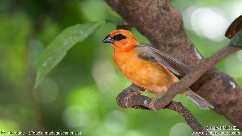 Red Fodysubadult