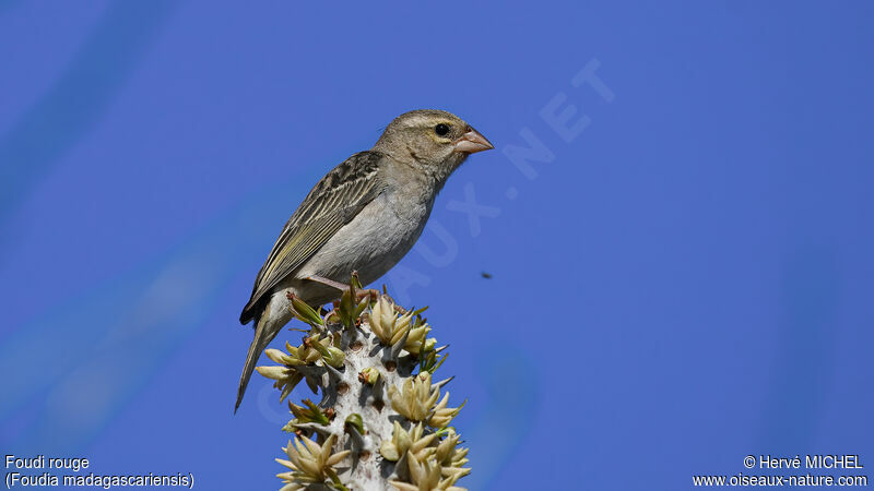 Red Fody female adult