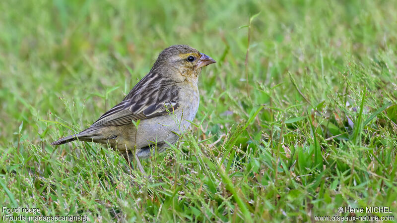 Red Fody female adult