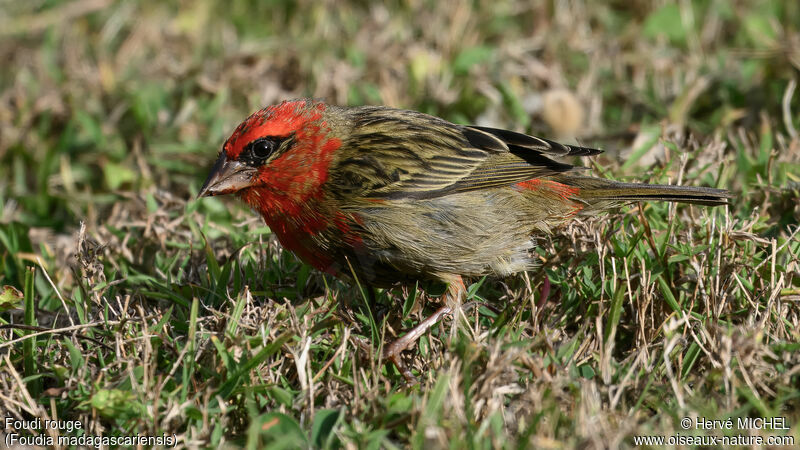 Red Fody male