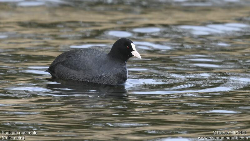 Eurasian Coot