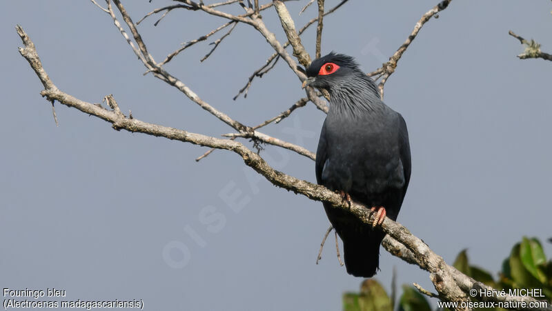 Madagascar Blue Pigeonadult