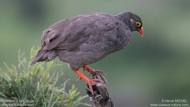 Francolin à bec rouge