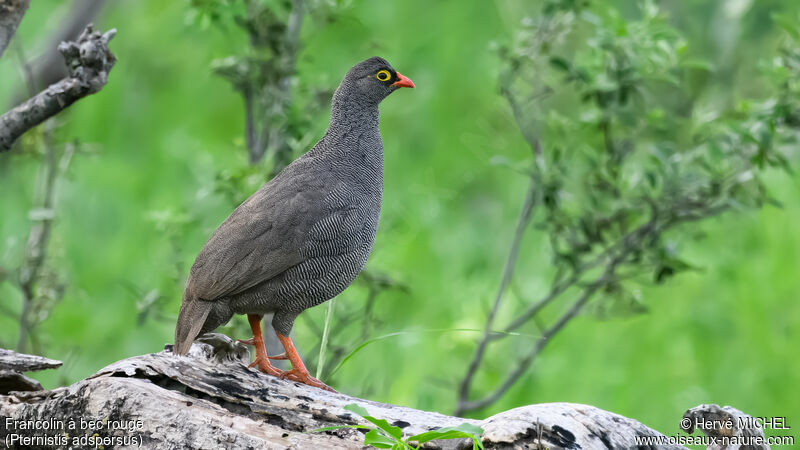 Francolin à bec rouge