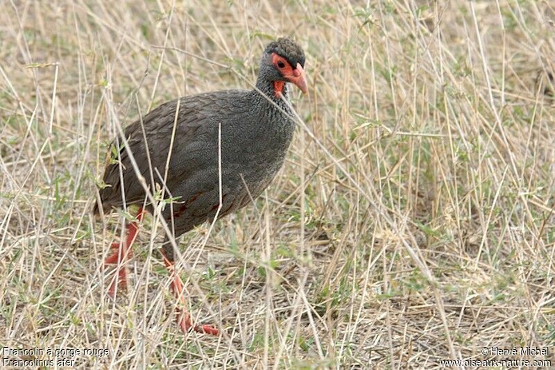 Francolin à gorge rougeadulte